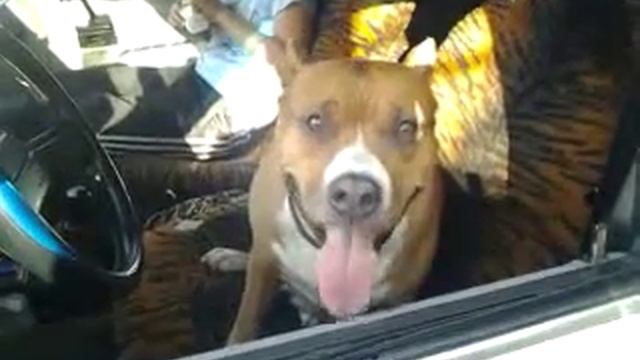 даі гаи самий наглий порушник ПДР по статті 126 А ОЧІ ЯК У ЛЕНІНА смотреть онлайн