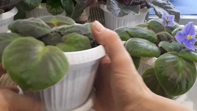 Почему у Фиалок желтеют или краснеют листья? Азот и фосфор в жизни растений. смотреть онлайн