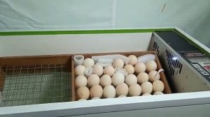 Инкубатор Норма Урал 200