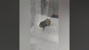 В дом залетело опасное насекомое.