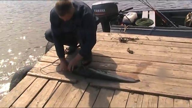Отпускаю сомика. смотреть онлайн