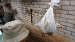 Забой гуся. Мешок, жёлоб, нож или топор!?