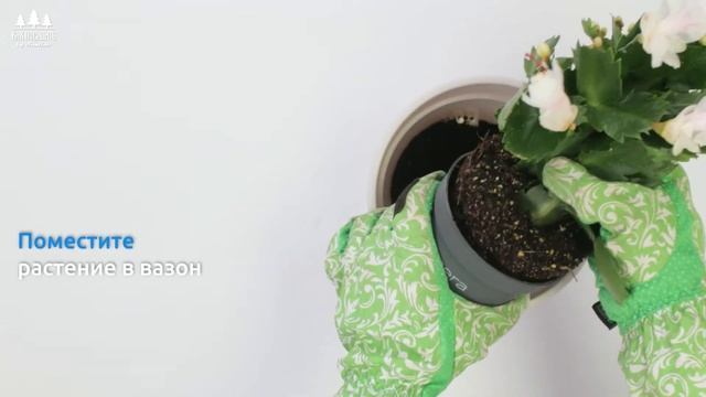 Как посадить Рождественник в инновационный вазон с автополивом LATINA by Santino смотреть онлайн