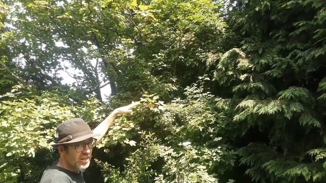 (PLANT INFORMATION) Rubus fruticosus (blackberry) смотреть онлайн