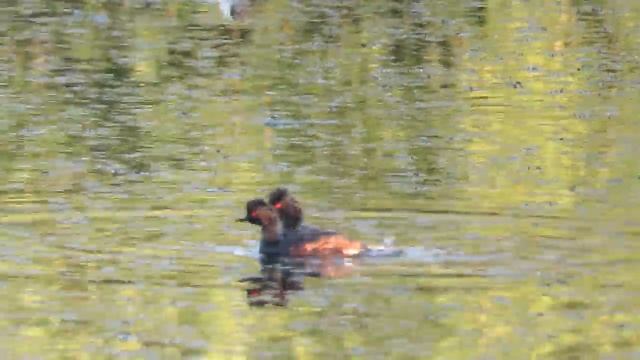 Черношейные поганки смотреть онлайн