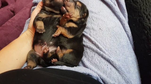Wow our unique black tan sharpei litter is born !!! смотреть онлайн
