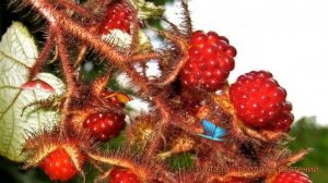 Малина пурпурноплодная японская (rubus) ? малина японская обзор: как сажать саженцы малины японская
