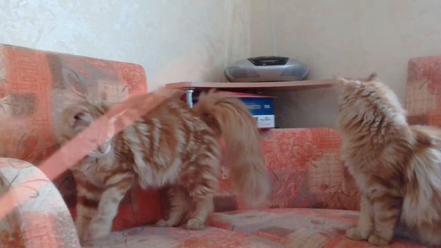 Кошечки мейн-кун питомника Kunarmy смотреть онлайн