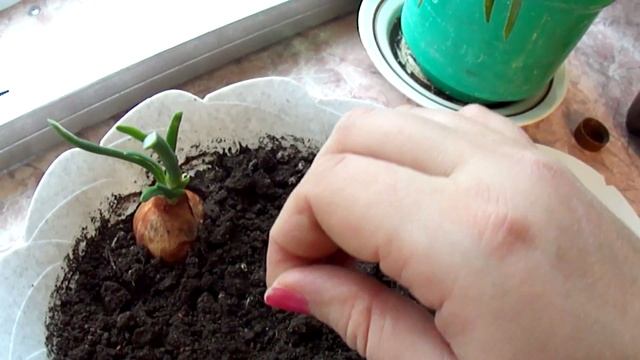 Кресс-салат "ТЕМП"!//Watercress TEMP! смотреть онлайн