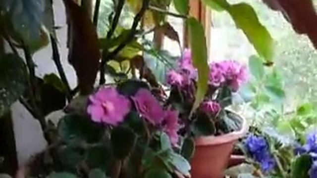 цветы на балконе смотреть онлайн