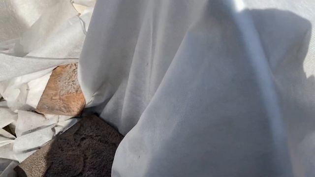 Как перезимовали розы в Сибири в горшках вазонах. Весна 2021