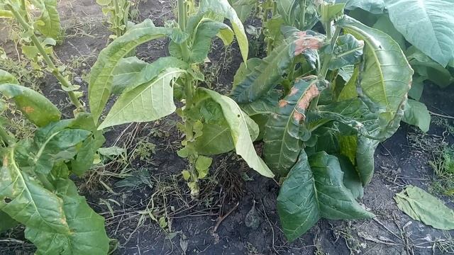 Рот Фронт жирует. смотреть онлайн