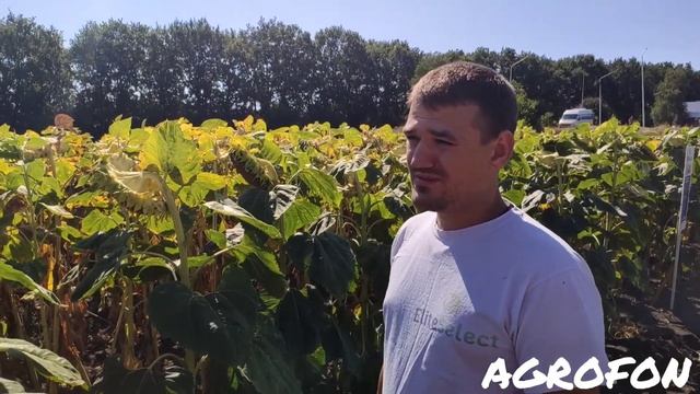 Технология высокого урожая подсолнечника?Рекомендации от компании Элита Селект☎️ 095-352-68-22 смотреть онлайн