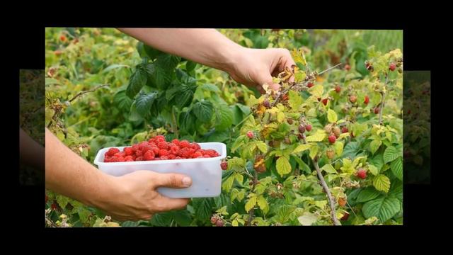 Малина Красивая песня . смотреть онлайн