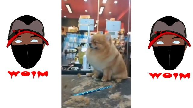 Chien & Chat mignon 1million de vue смотреть онлайн