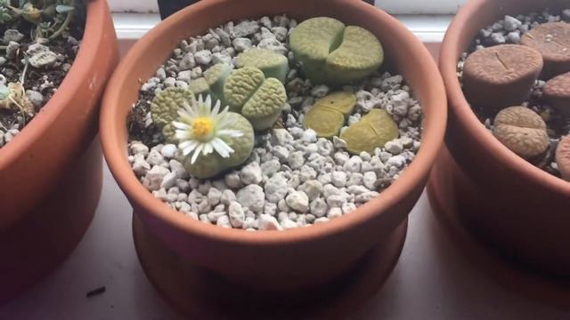 Flowering Lithops Part 3