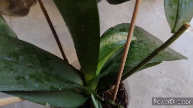 Orquídeas phalaenopsis, cultivo no reservatório da pet, e vidro. смотреть онлайн