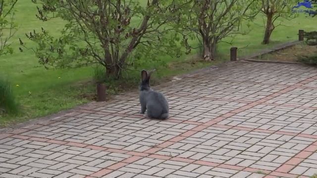 Кролик Фламандский гигант / Фландр голубого окраса из Голландии смотреть онлайн