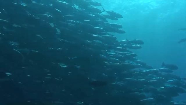Shifted Baseline - Coral Reefs смотреть онлайн