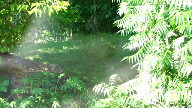 Cheetah Gepard Acinonyx jubatus - ZOO in Opole - Ultra HD video 4K смотреть онлайн