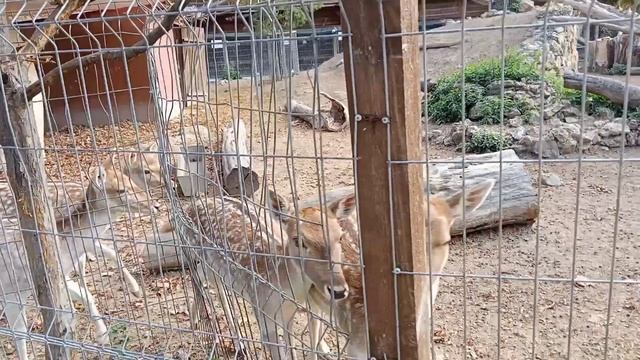 Лемуры в зоопарке Бахчисарая! смотреть онлайн