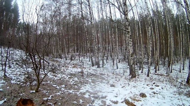Охота с РГ в лесу смотреть онлайн