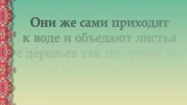 Сахих Бухари. Хадис № 91