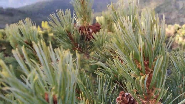 Кедровый Стланик самое недооцененное дерево смотреть онлайн