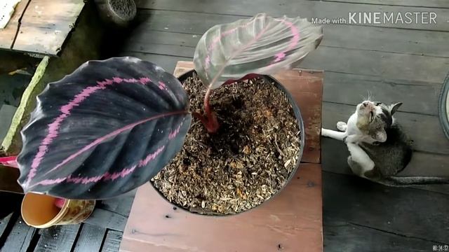 Calathea Roseopisca Dottie | Prayer Plant смотреть онлайн