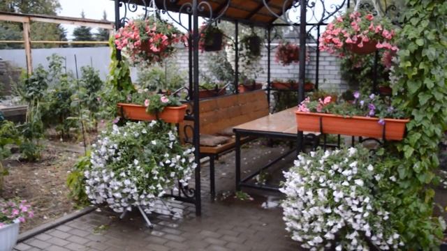 Мои петунии после урагана и града. смотреть онлайн