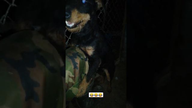 Немецкий ягдтерьер шалун))) смотреть онлайн