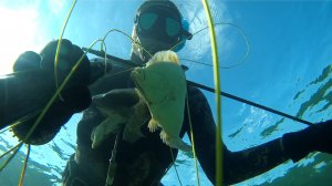 Подводная охота в Азовском море на камбалу  Глосса. 2022г.