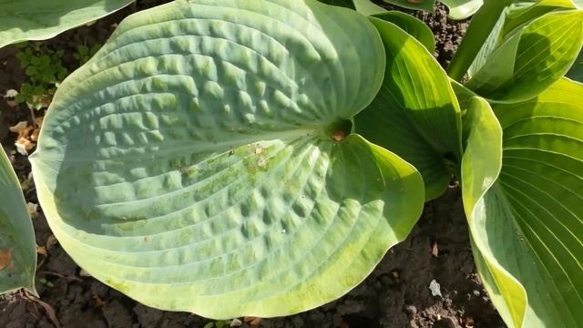 #hosta #садовыйэкспресс #хоста /  Хоста Фрэнсис Вильямс (лат. Hosta) в школке весной. Листья хосты