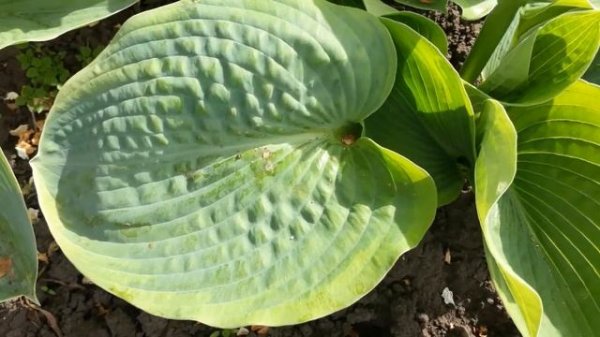 #hosta #садовыйэкспресс #хоста / Хоста Фрэнсис Вильямс (лат. hosta) в школке весной. Листья хосты