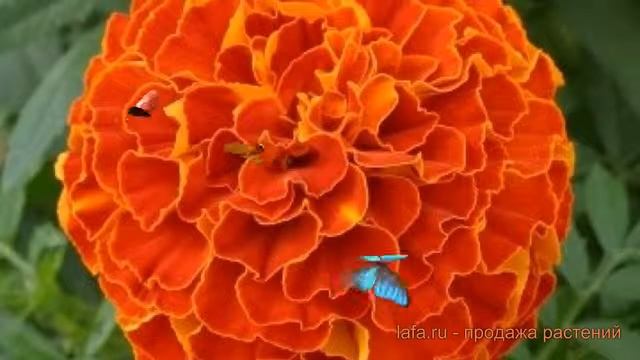 Бархатцы триплоидный Ред ? триплоидный бархатцы Ред обзор: как сажать, семена бархатцев Ред смотреть онлайн