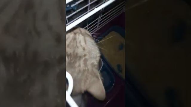 VID 20191218 WA0006 Говорящие коты Приколы с животными смотреть онлайн