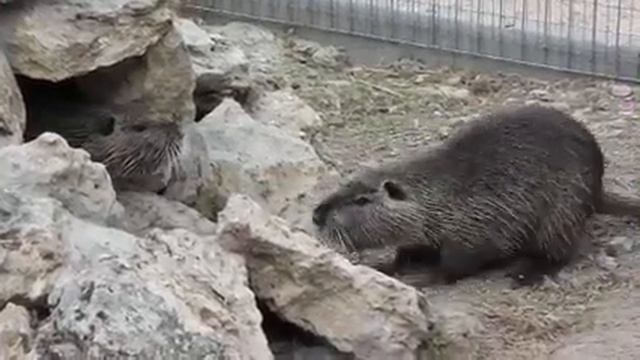 Животные в Разрешении 8K