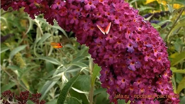 Буддлея давида Ройал Ред (buddleja davidii) ? Ройал Ред обзор: как сажать, саженцы буддлеи Ройал Ре смотреть онлайн