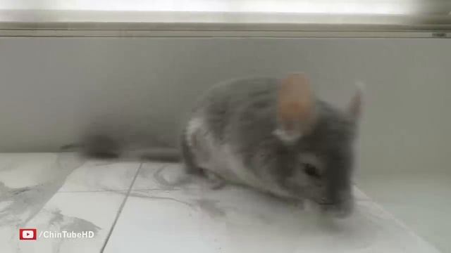 Trained Chinchilla does the Wii FIT!! смотреть онлайн
