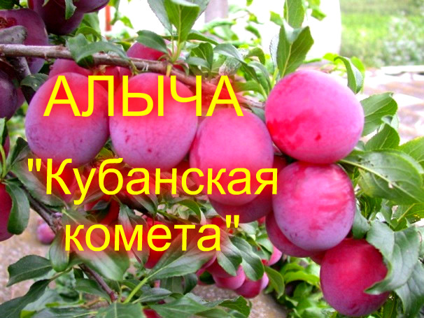 ОБЗОР//АЛЫЧА 