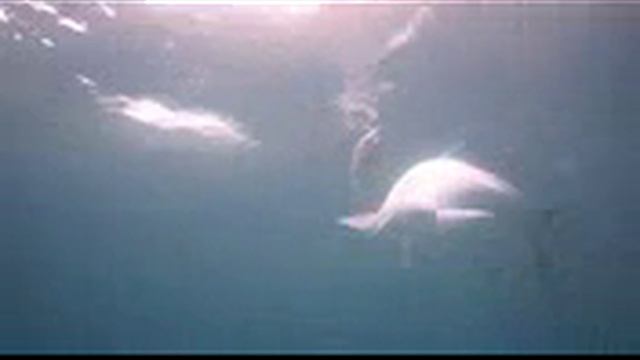 Смотреть Пашасуралмаша:-"Фанера" На "Козу"! - Ловля Рыбы На Козу Видео смотреть онлайн