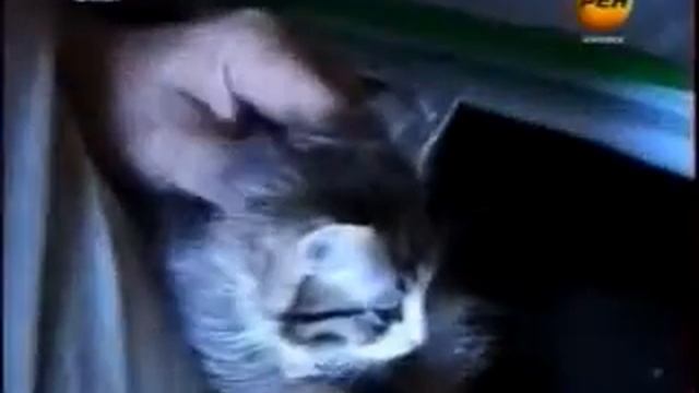 Судебные приставы в Омске отбирают котят в счёт погашения долгов за ком услуги смотреть онлайн