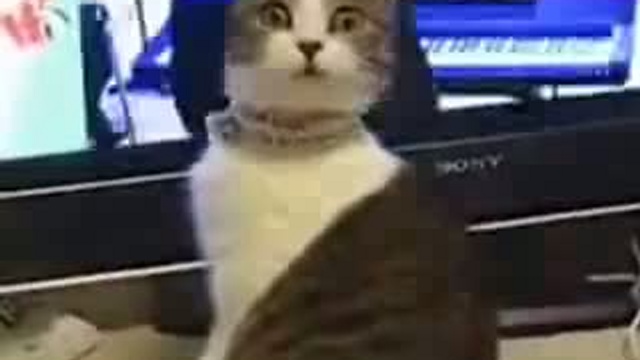 Забавные животные 03 смотреть онлайн