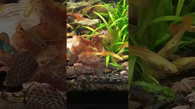 Анциструсы... Кипишь вокруг таблеток корма :))) Корм с спирулиной для сомиков смотреть онлайн