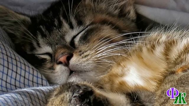 РЕКС и ЛИДА 8. «Рекс, пошли!» - ПЁС лежал, боясь пошевелиться, и обнимал лапами спящего котёнка