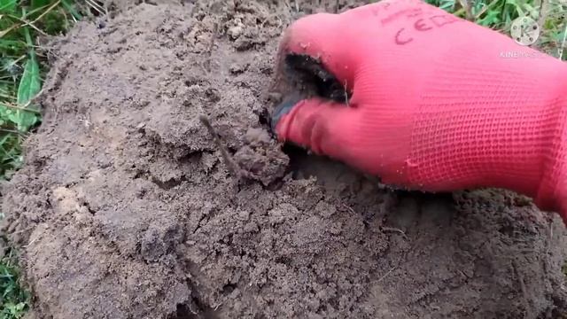 Коп на лесной поляне спустя 20 лет!!!/коп монет смотреть онлайн