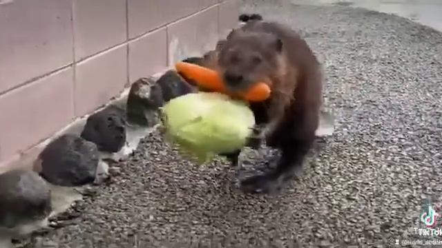 Очень запасливый бобер смотреть онлайн