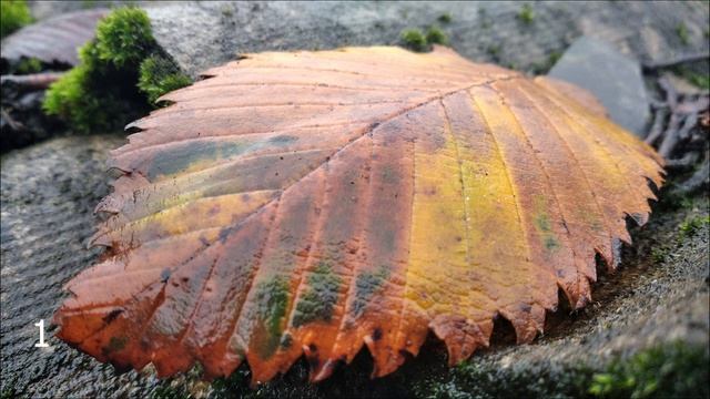 Самый бюджетный Xiaomi vs Флагманский Samsung NOTE 10. 124$ vs 700$. Фото. Видео. Звук. смотреть онлайн