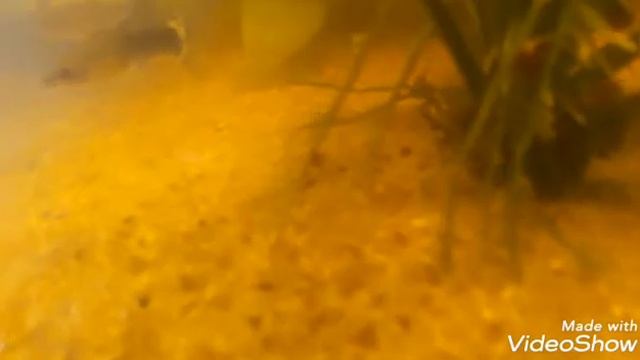 #томатыцветы # пикировка #весна смотреть онлайн