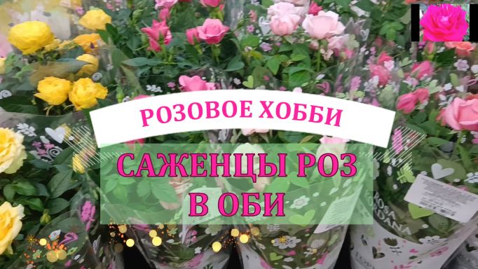 За саженцами роз в Садовый рай ОБИ смотреть онлайн